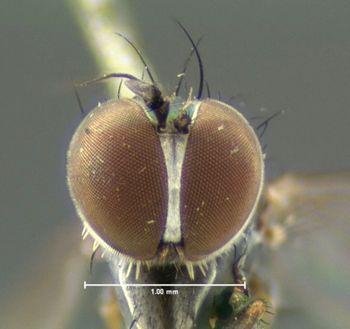 Media type: image;   Entomology 12973 Aspect: head frontal view
